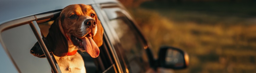 Cuál es la multa por dejar al perro en el coche?